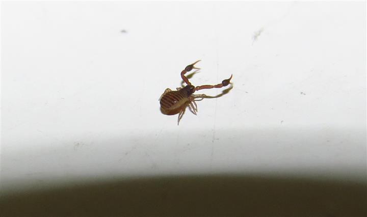 Pseudoescorpiones da Costa de Caparica in Portogallo: Geogarypidae